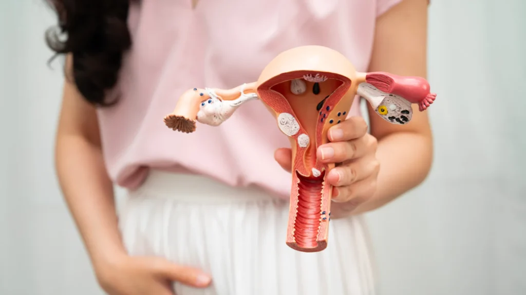 Fizjoterapia Uroginekologiczna 1 fizjoterapia uroginekologiczna w Warszawie grafika z modelem damskich narządów