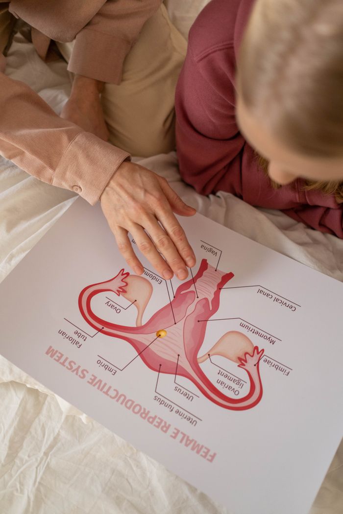 Services 6 Close-up of hands pointing at a female reproductive system diagram during an educational session.
